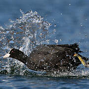 Eurasian Coot