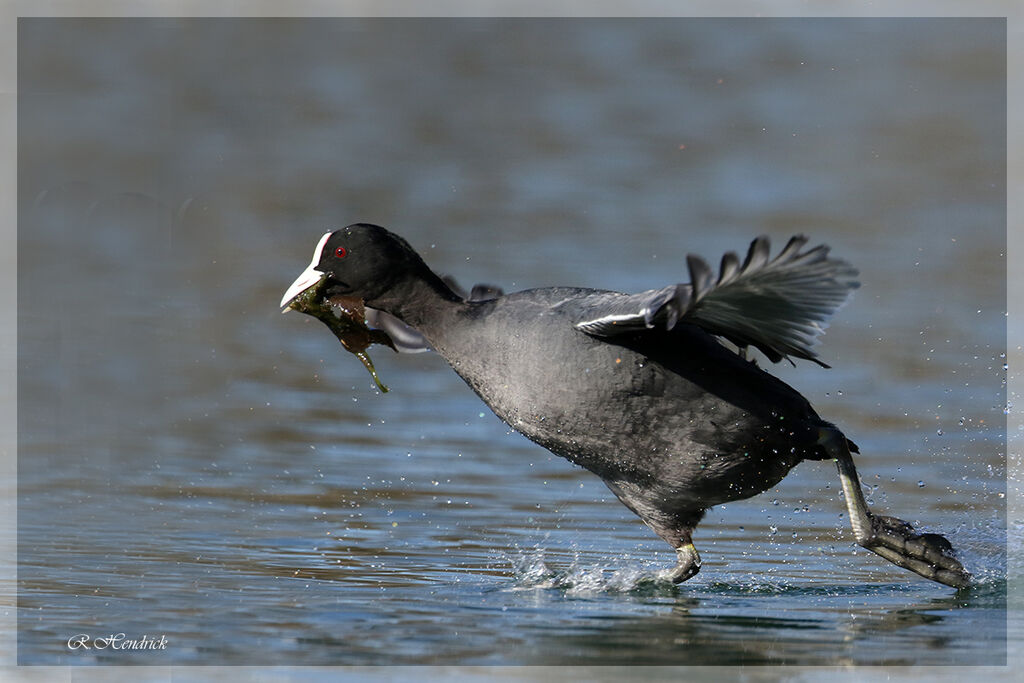 Eurasian Coot