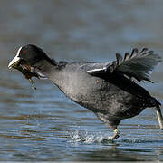 Eurasian Coot