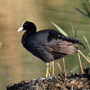 Eurasian Coot