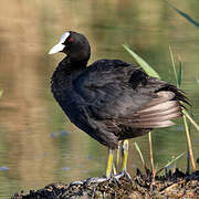 Eurasian Coot