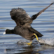 Eurasian Coot