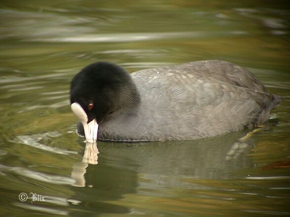 Eurasian Coot