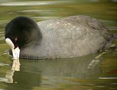 Eurasian Coot