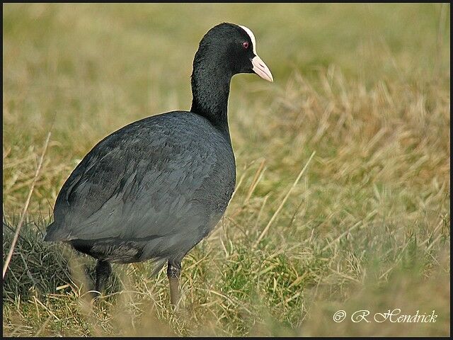 Eurasian Coot