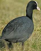 Eurasian Coot