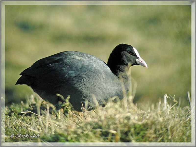 Eurasian Coot