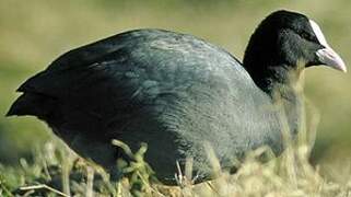 Eurasian Coot