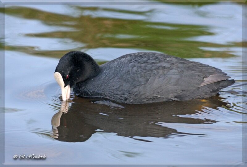 Eurasian Coot