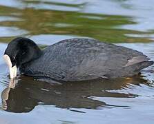 Eurasian Coot