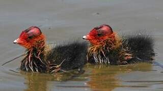 Eurasian Coot