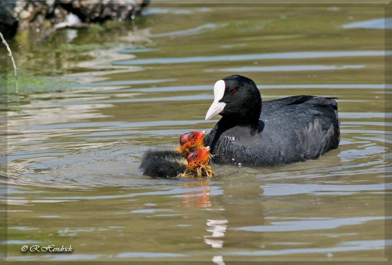 Eurasian Coot