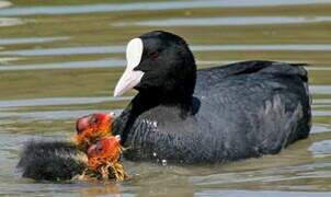 Eurasian Coot