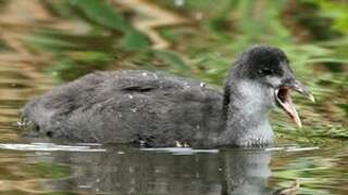 Eurasian Coot