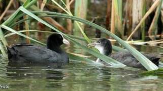 Eurasian Coot