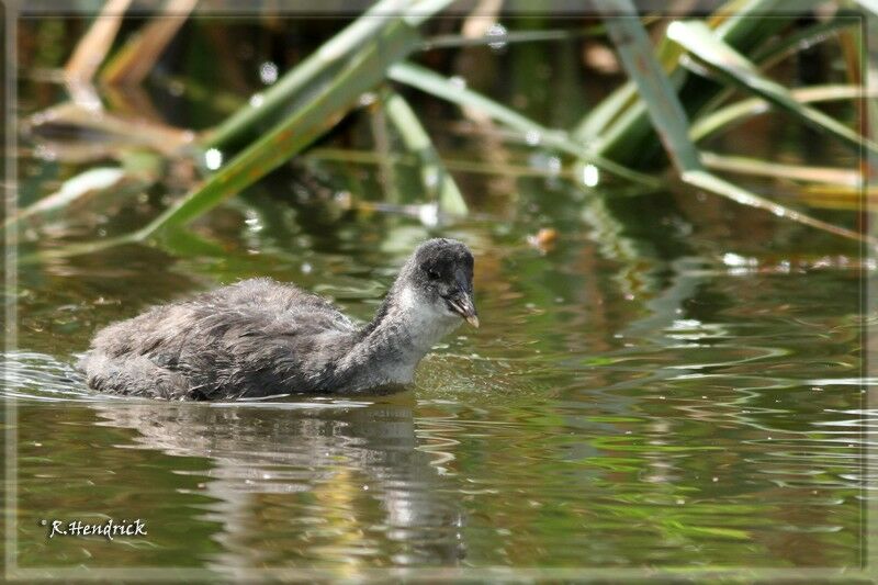 Eurasian Coot