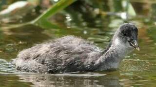 Eurasian Coot