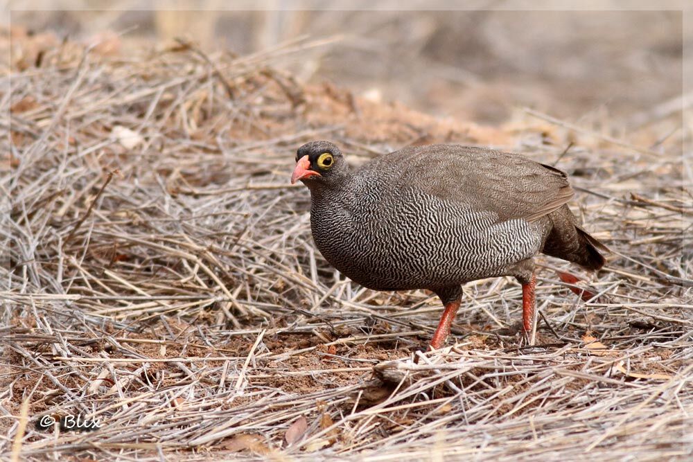 Francolin à bec rouge