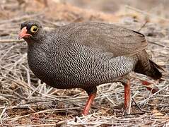 Red-billed Spurfowl