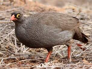 Francolin à bec rouge