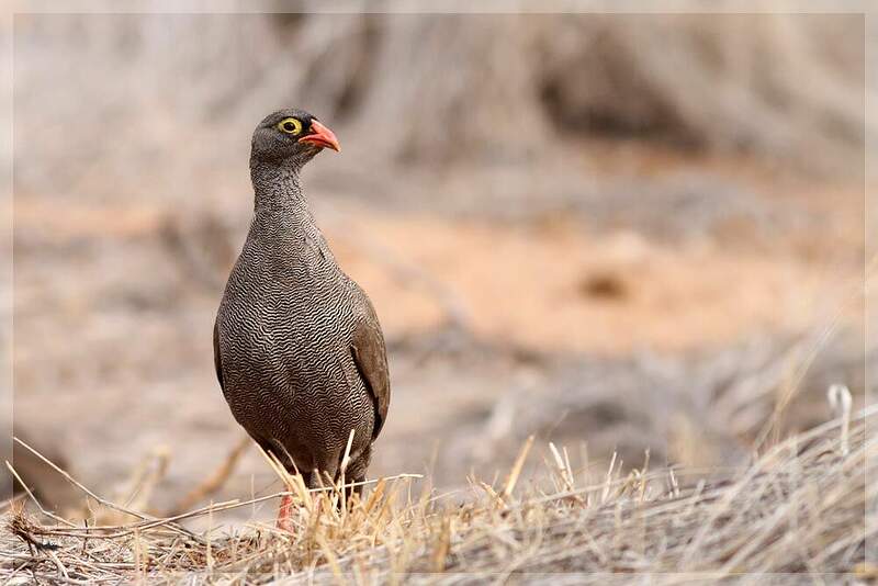 Francolin à bec rouge rohe154798