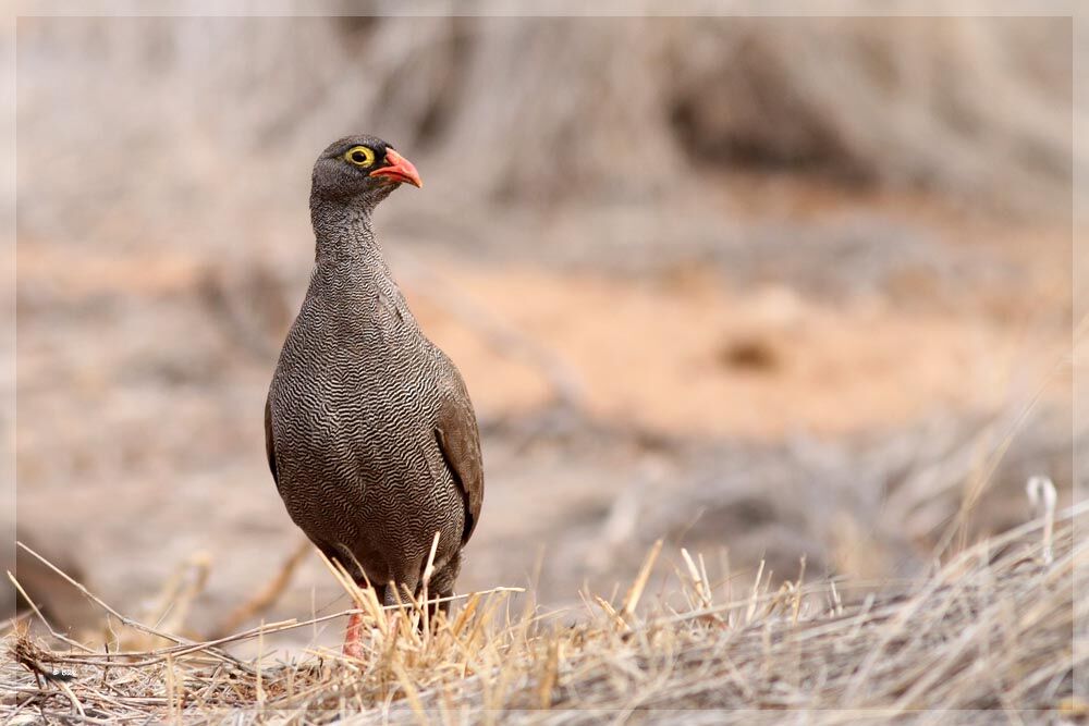 Francolin à bec rouge