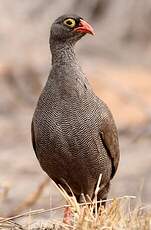 Francolin à bec rouge