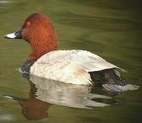 Common Pochard