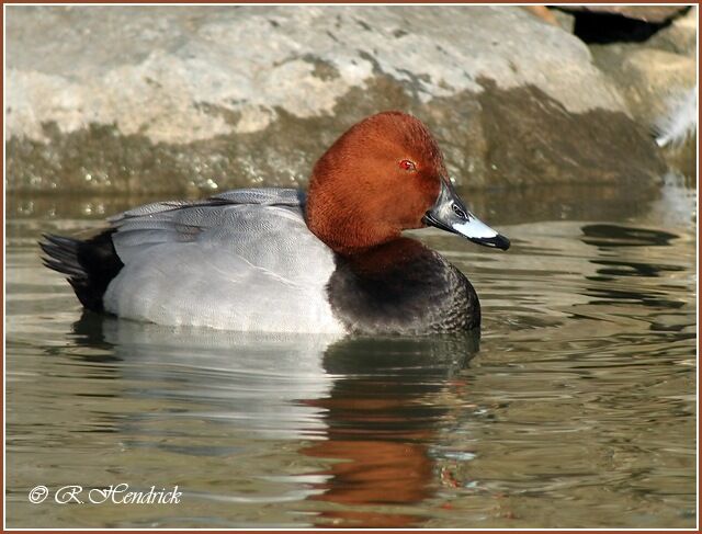 Common Pochard