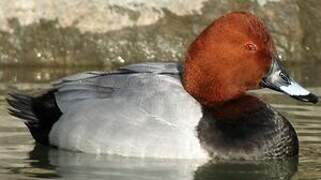 Common Pochard