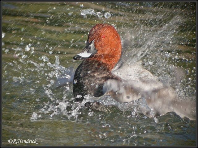 Common Pochard