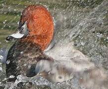 Common Pochard