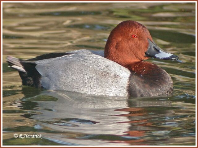 Common Pochard