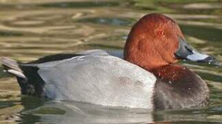 Common Pochard