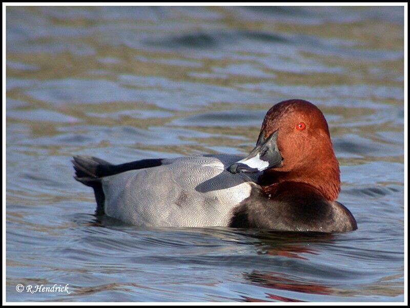 Common Pochard