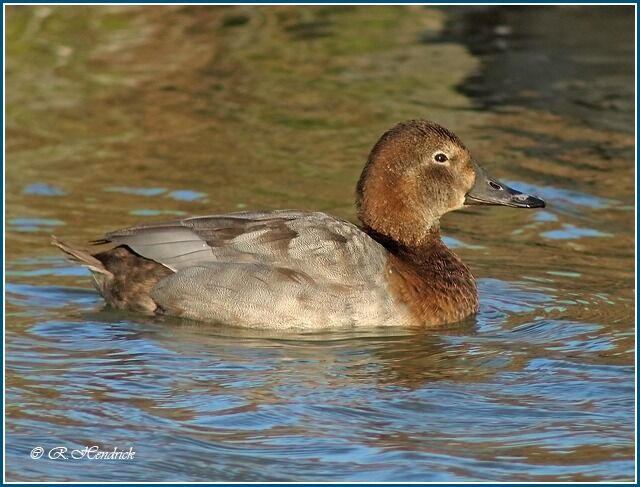 Common Pochard