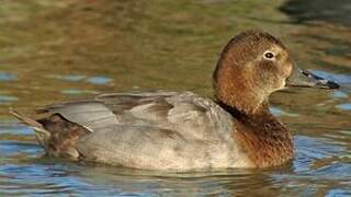 Common Pochard