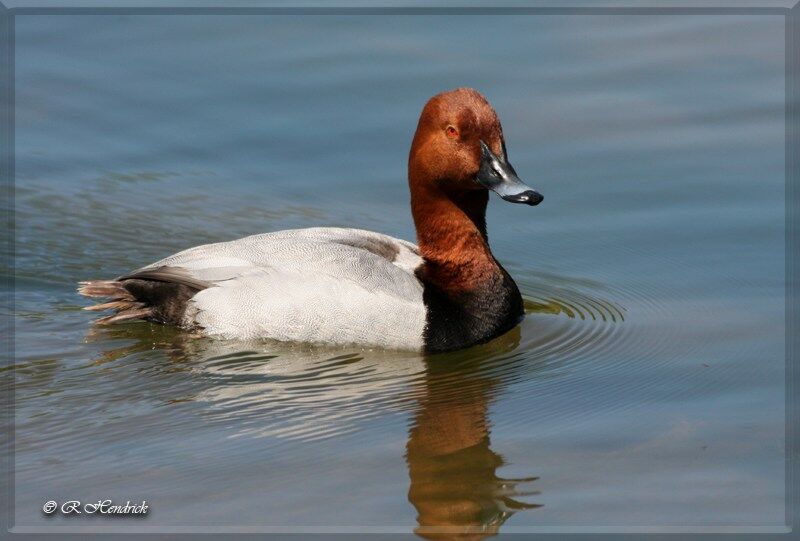 Common Pochard