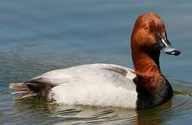 Common Pochard