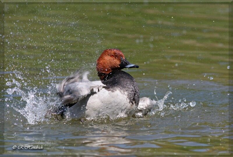 Common Pochard