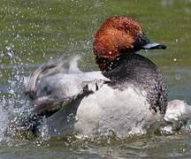 Common Pochard