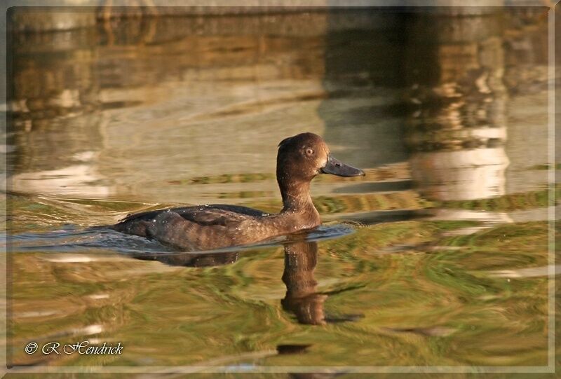 Tufted Duck