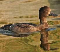 Tufted Duck