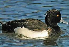 Tufted Duck