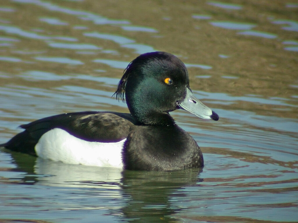 Fuligule morillon