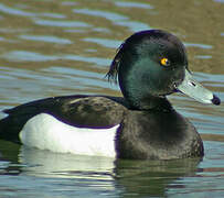 Tufted Duck