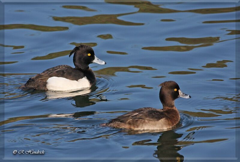 Tufted Duck