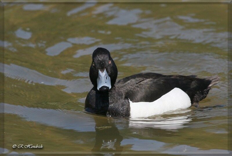 Tufted Duck