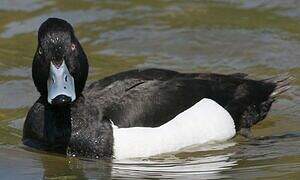 Tufted Duck