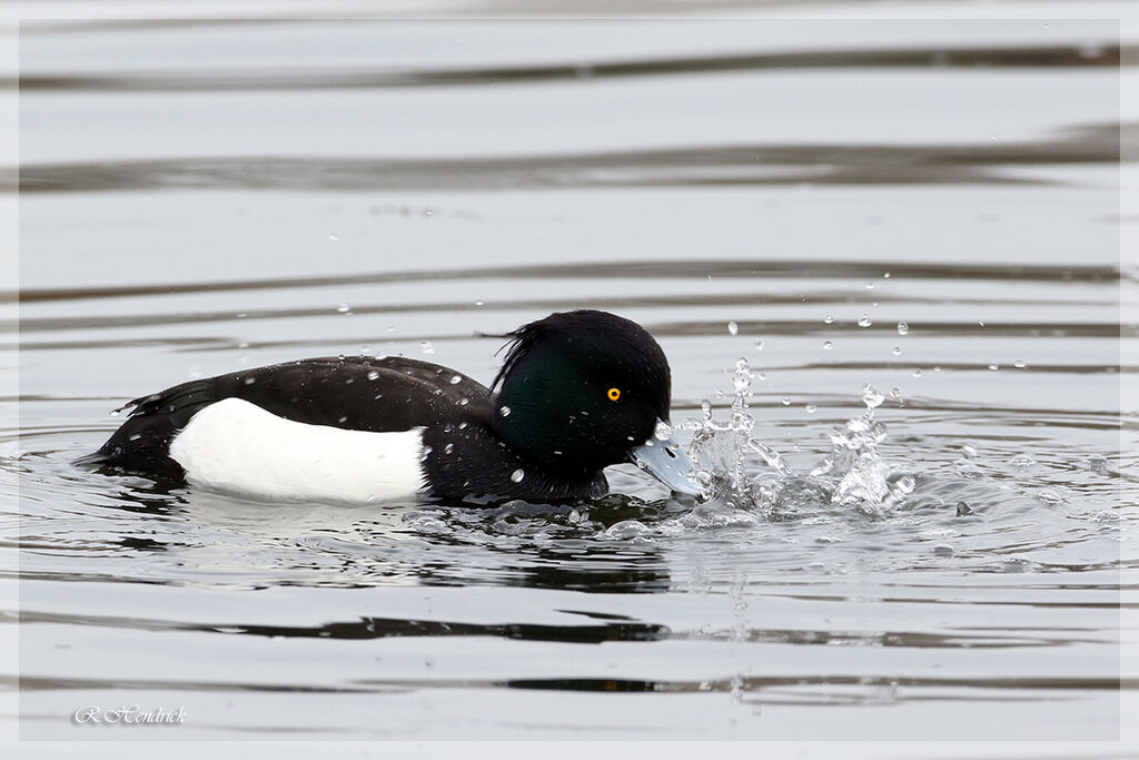 Tufted Duck